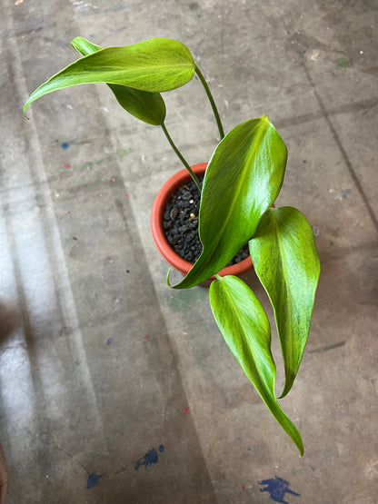 Monstera Burle Mark Flame Mint Variegated