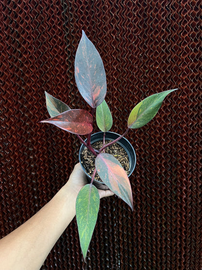 philodendron Orange Princess Variegated