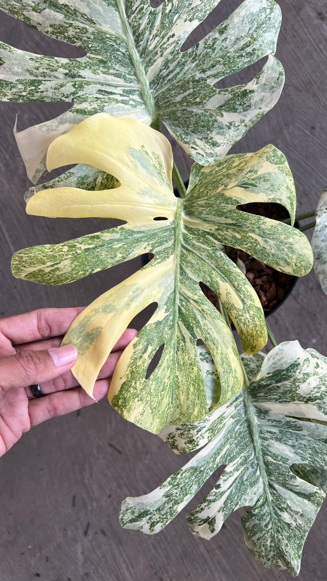 Monstera Legacy Diamond