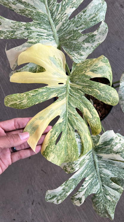Monstera Legacy Diamond