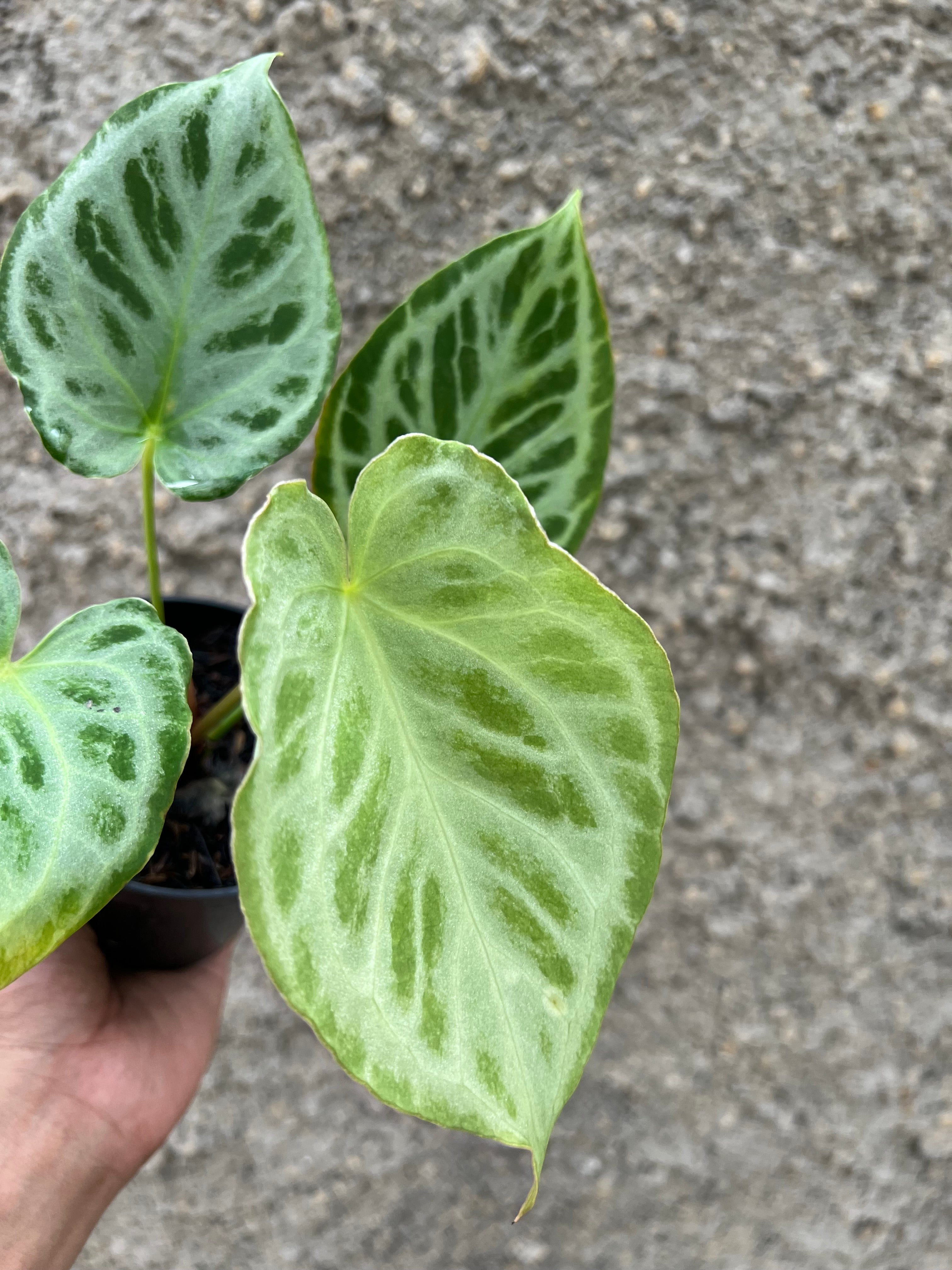 Anthurium Silver Tiger F1