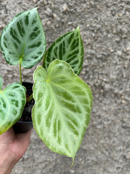 Anthurium Silver Tiger F1