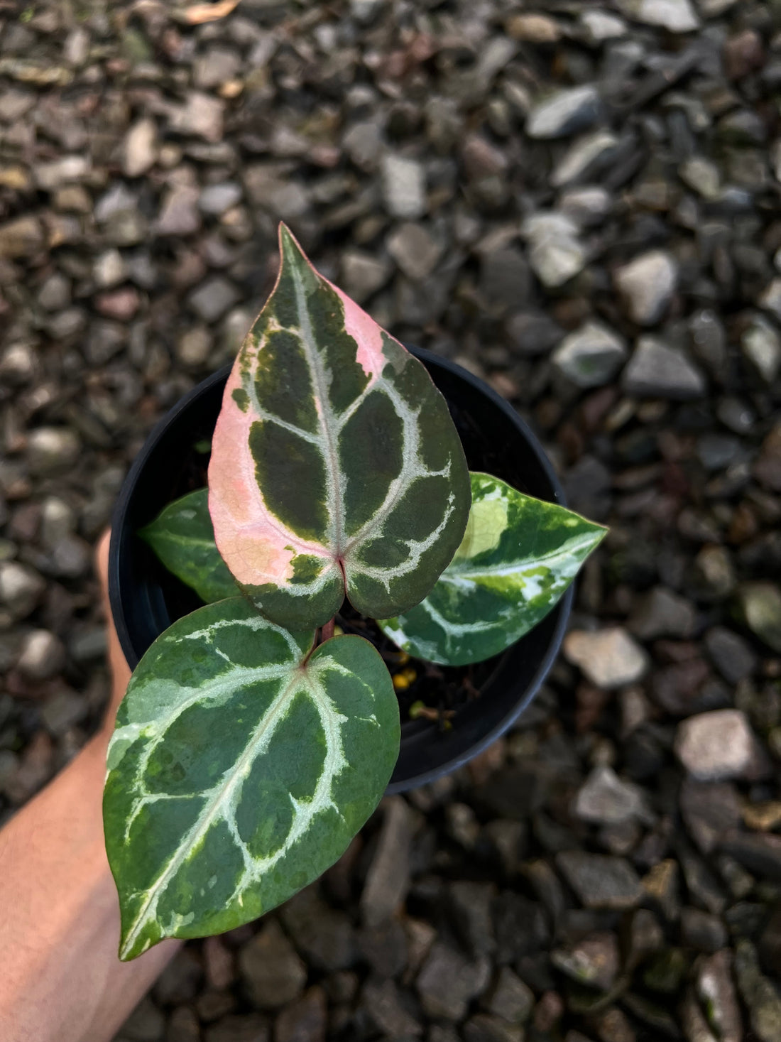 Anthurium Michelle x (Silver Blush x KOS)