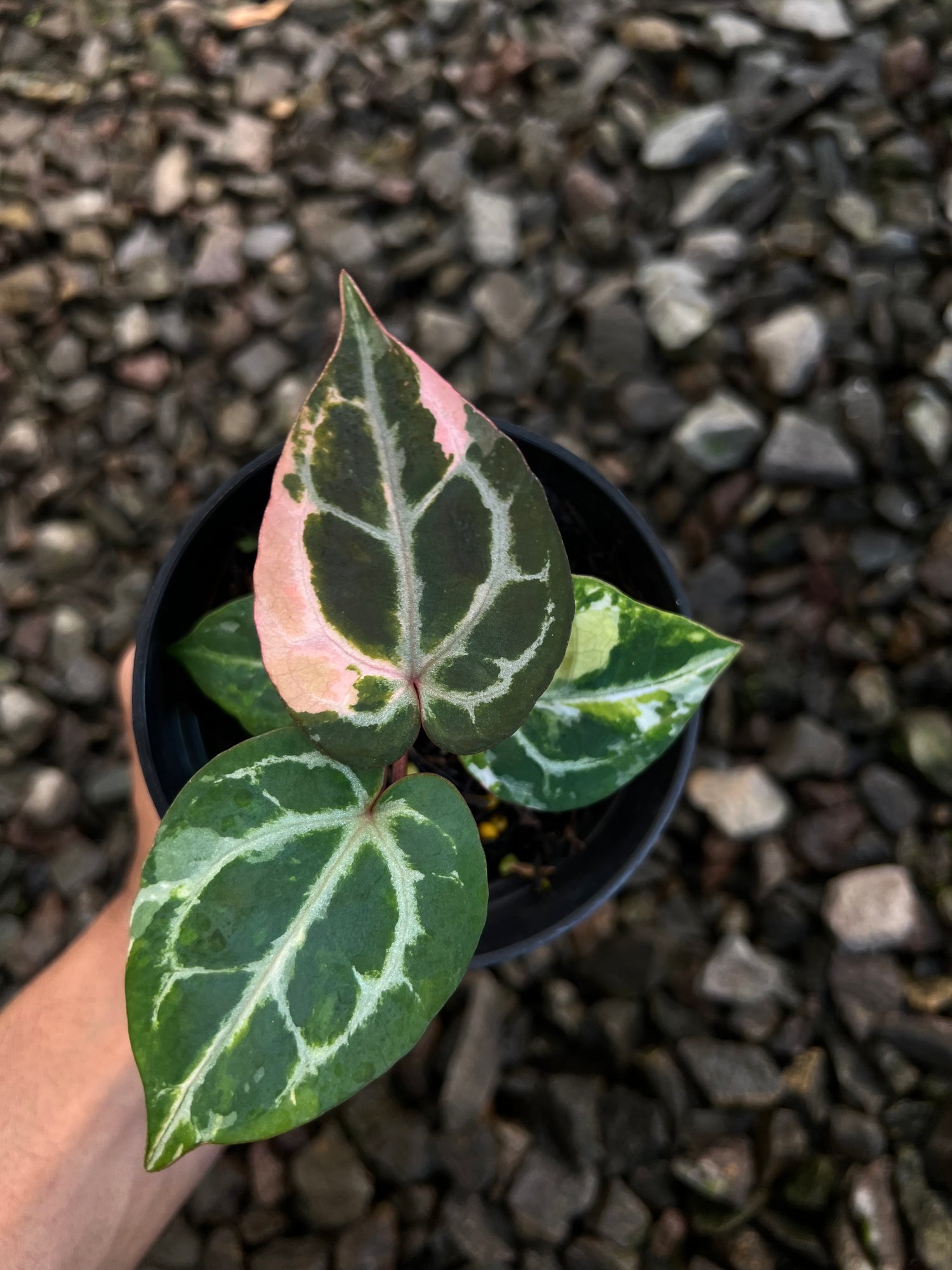 Anthurium Michelle x (Silver Blush x KOS)