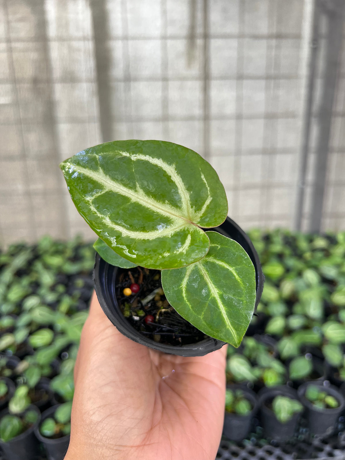 Anthurium BVIT X ZM x Crystallinum panglima
