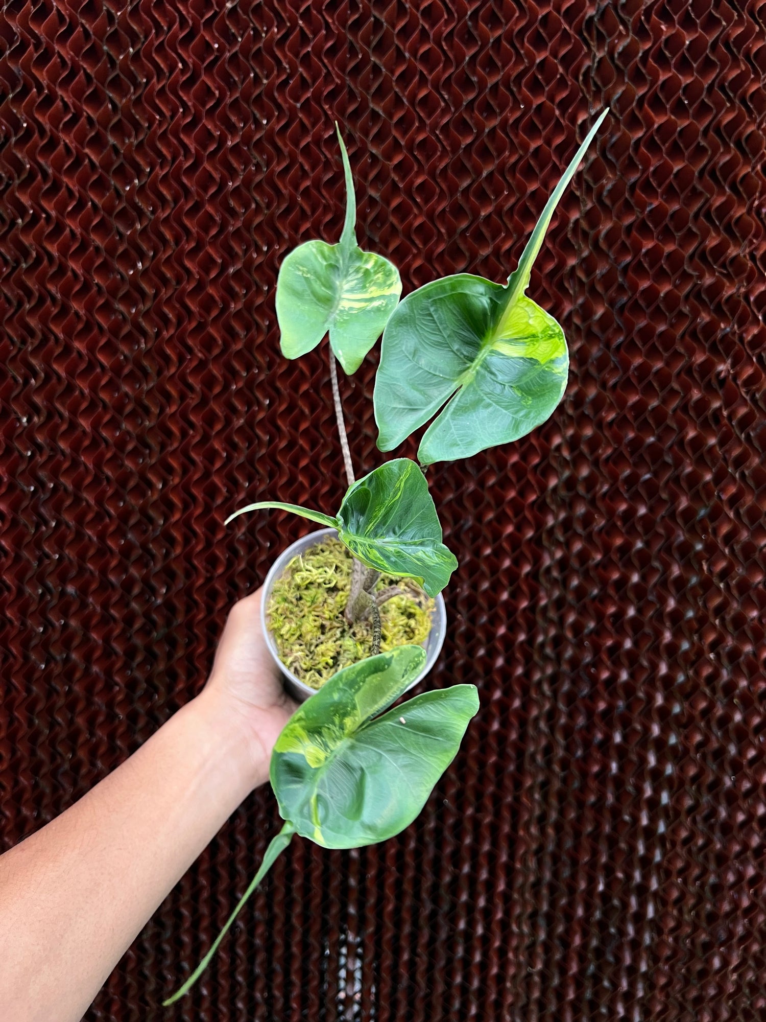 Alocasia Stringray Aurea Variegated