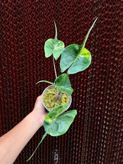 Alocasia Stringray Aurea Variegated