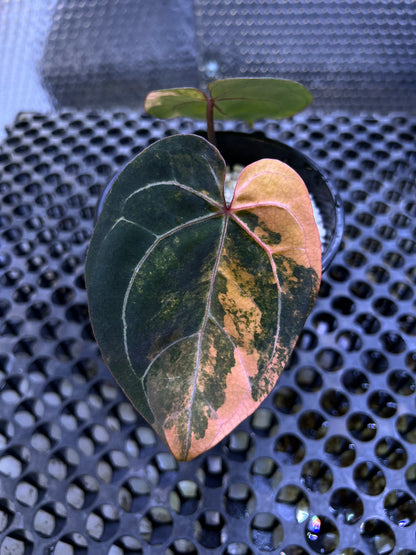 Anthurium Black Venom x RVDP
