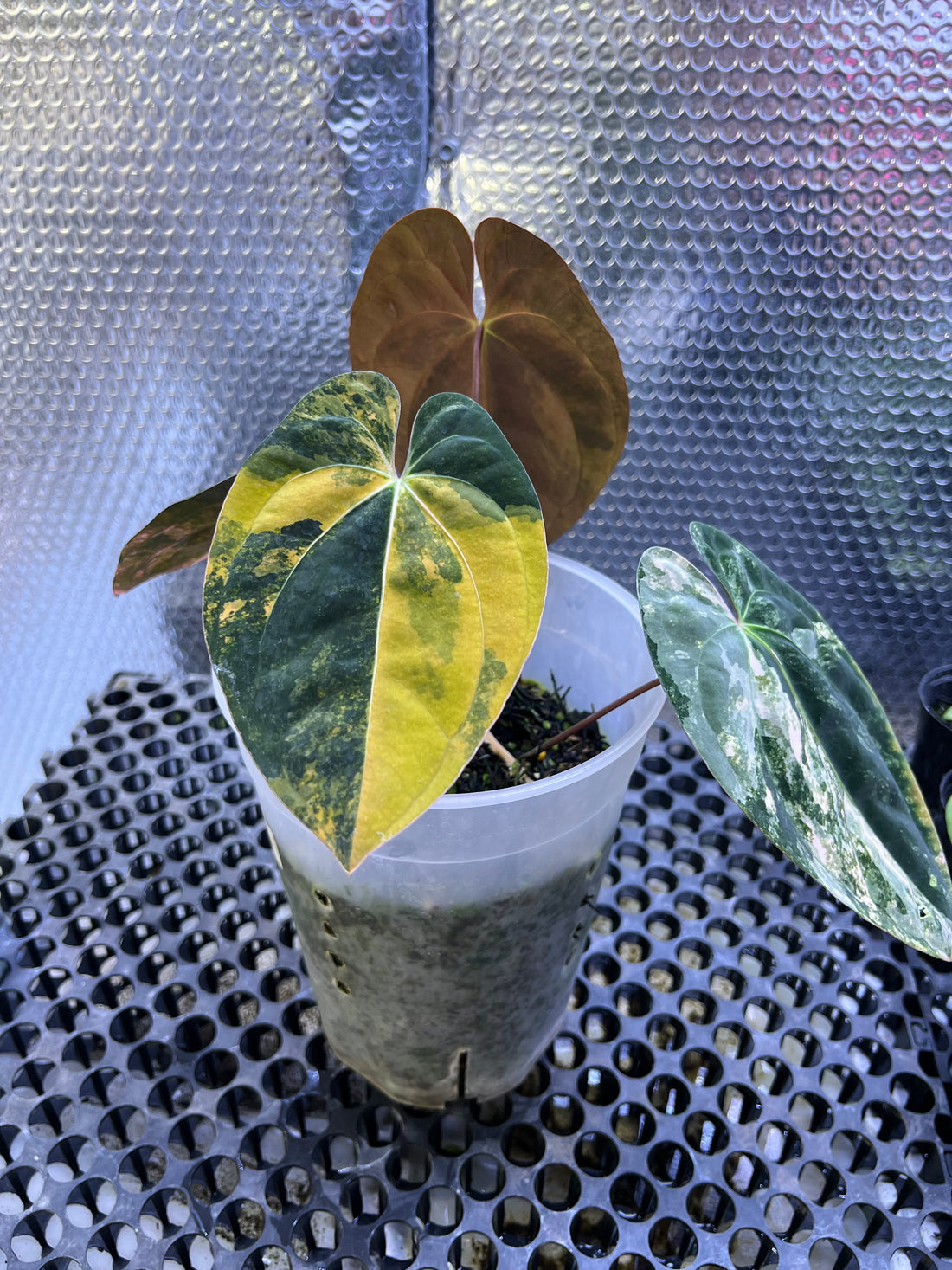 Anthurium Papilillaminum Variegated x Black Velvet