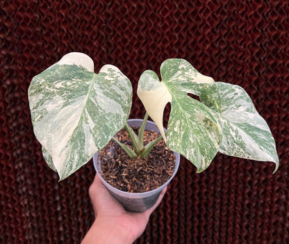 Monstera Cartoon Variegated