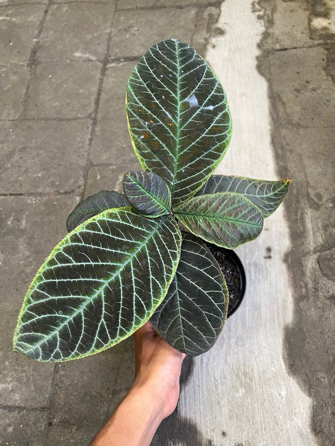 ardisia Sp Vietname