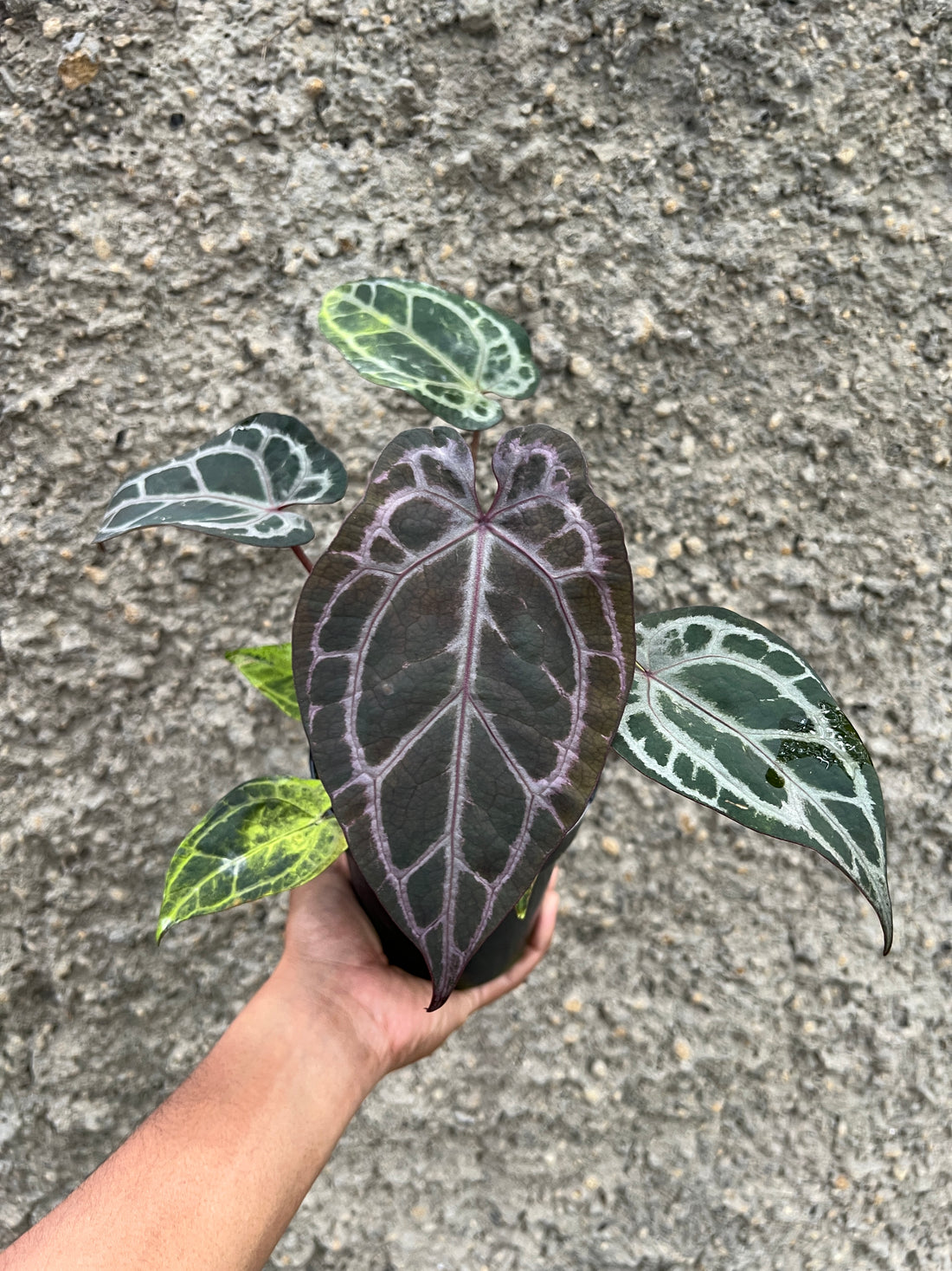 Anthurium Dreamweaver xself