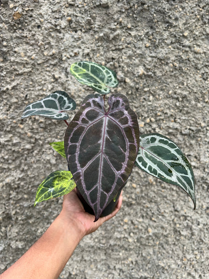Anthurium Dreamweaver xself