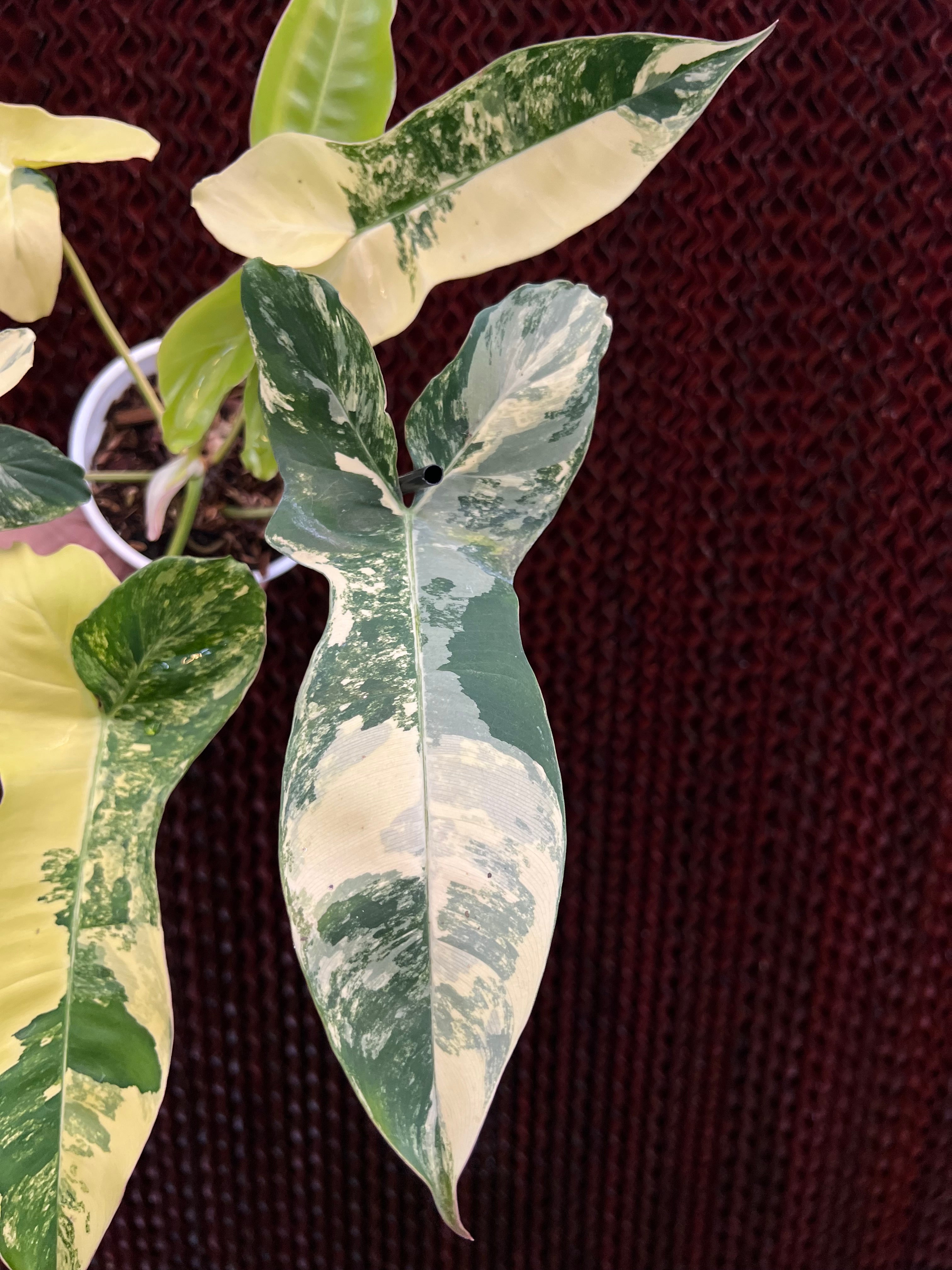 Philodendron Jennifer Variegated