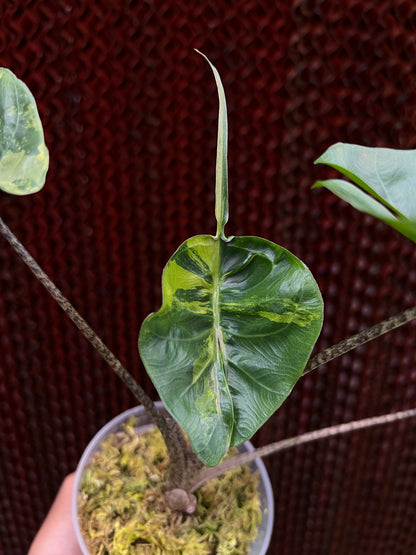 Alocasia Stringray Aurea Variegated