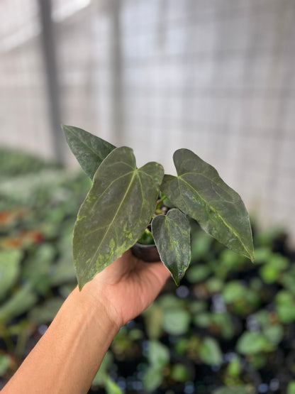 Anthurium Forgetii Variegated