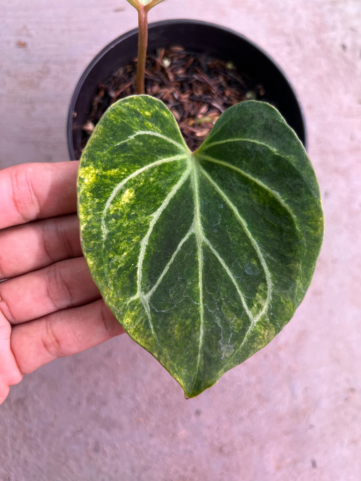 Anthurium King Of Spades Butterfly Variegated