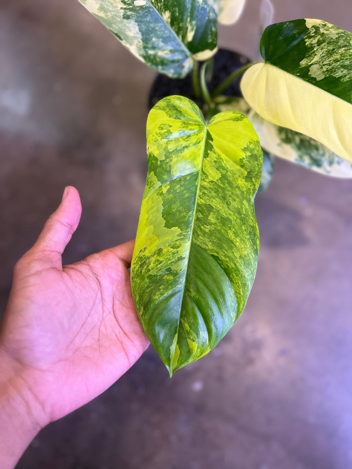 Philodendron Plumea ( floridak beauty x Genevievianum)