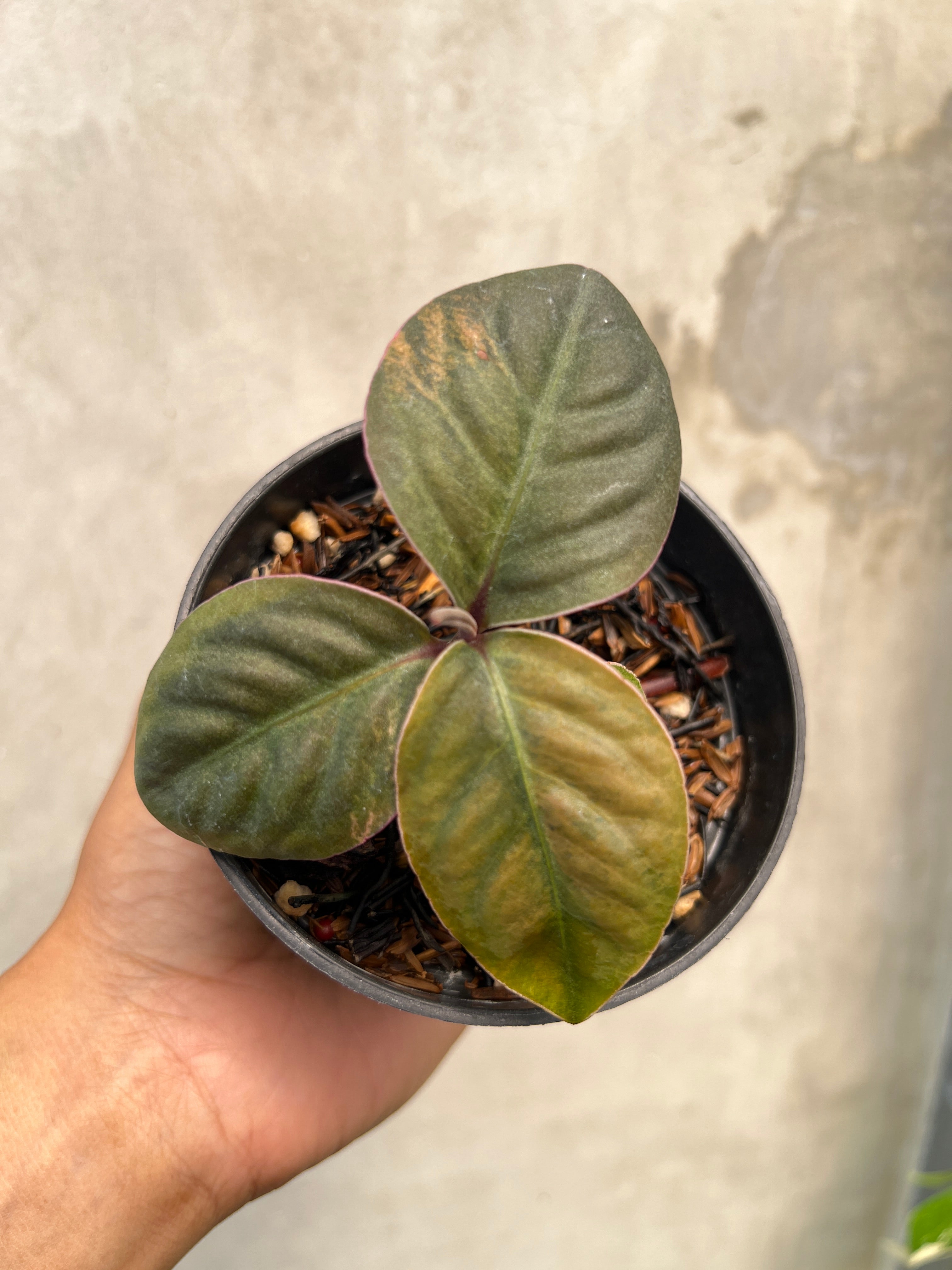 Labisia Sp Borneo Variegated