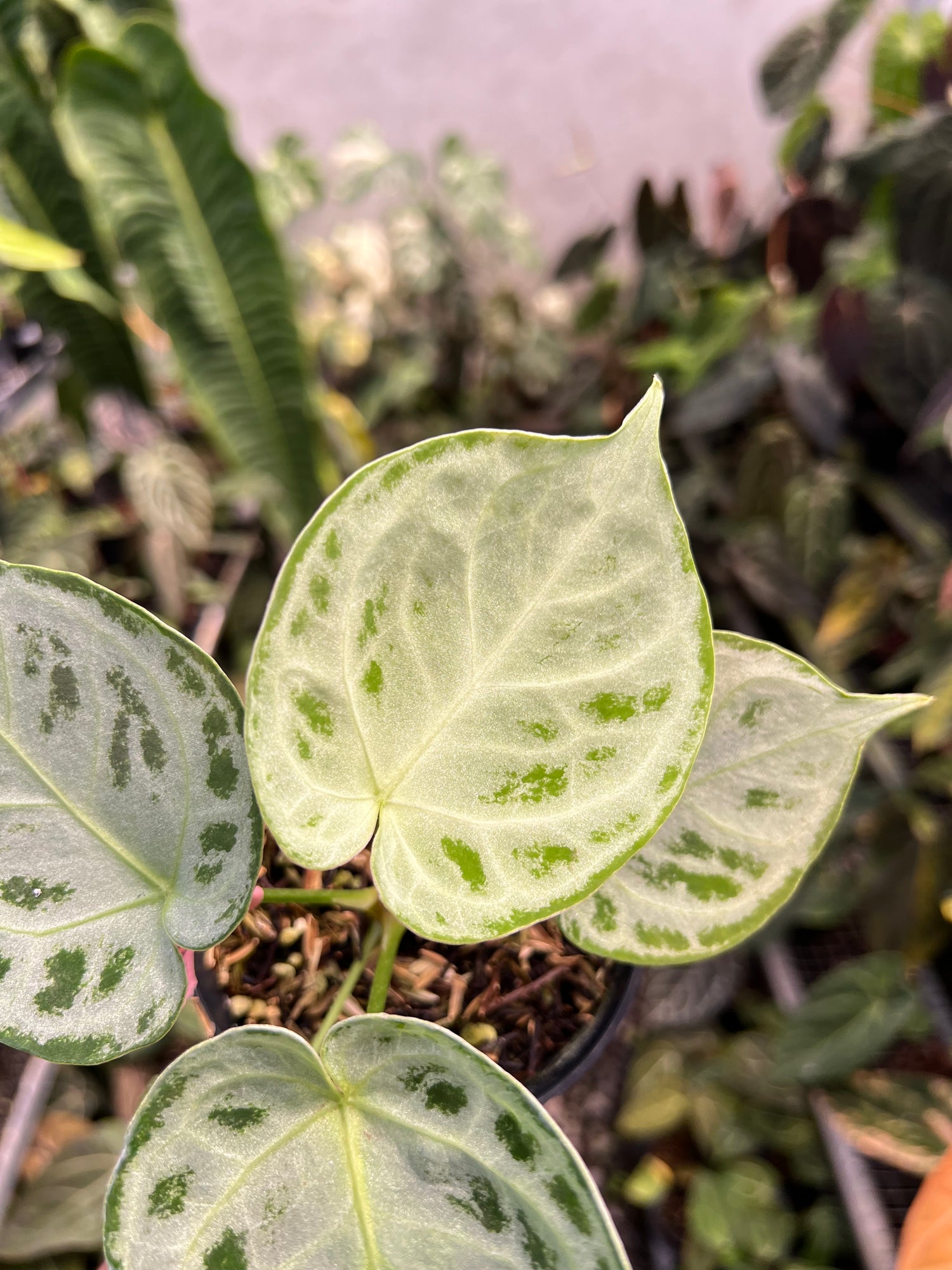 Anthurium Dorayaki Silver Chrome