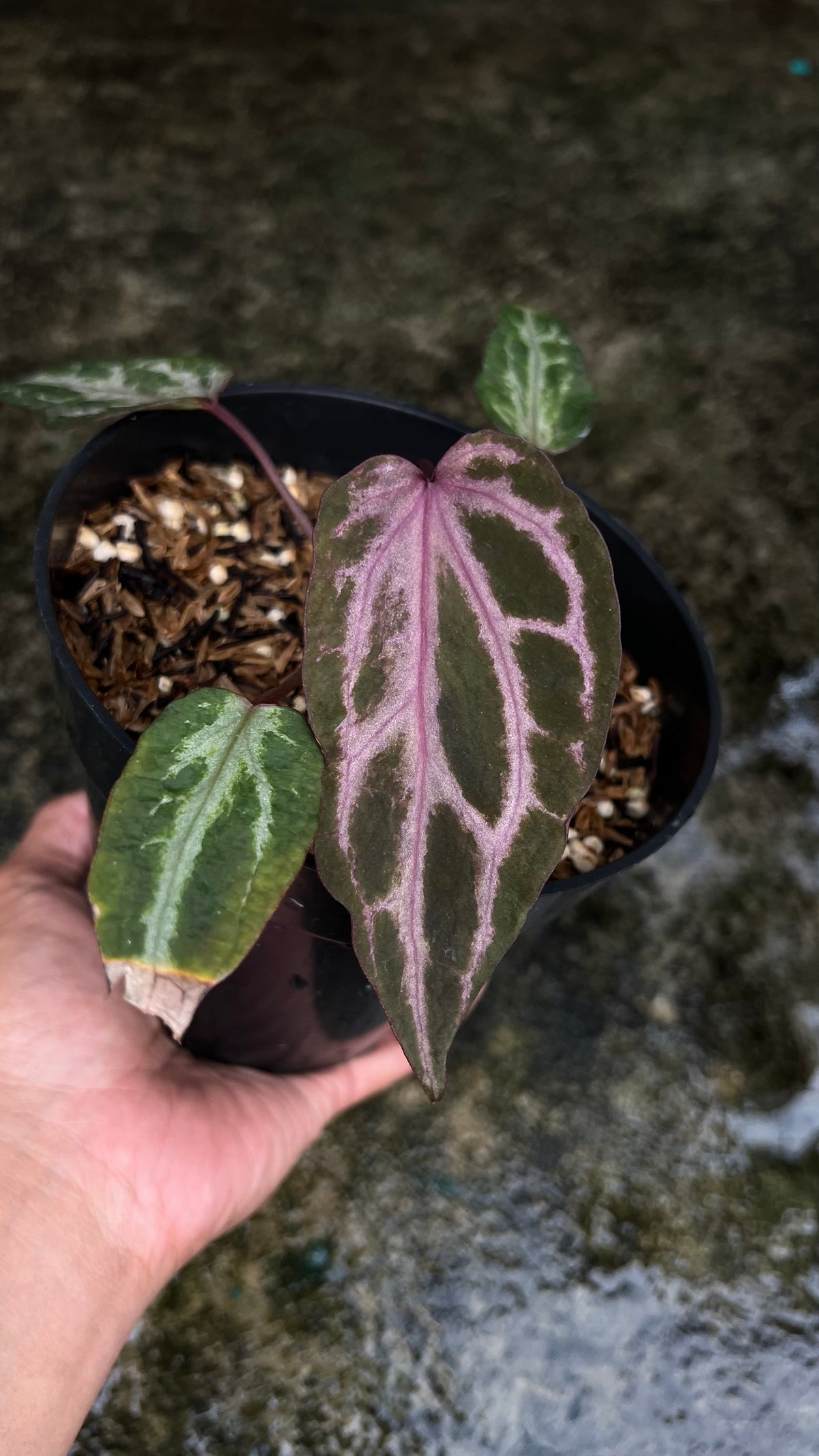 Anthurium Zara Michelle x Zara Michelle (mutation)