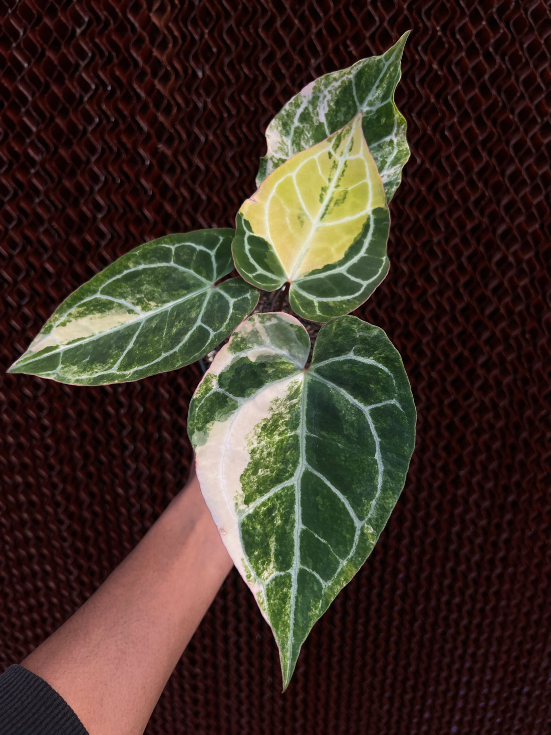 Anthurium Crystallinum Variegated