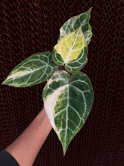 Anthurium Crystallinum Variegated