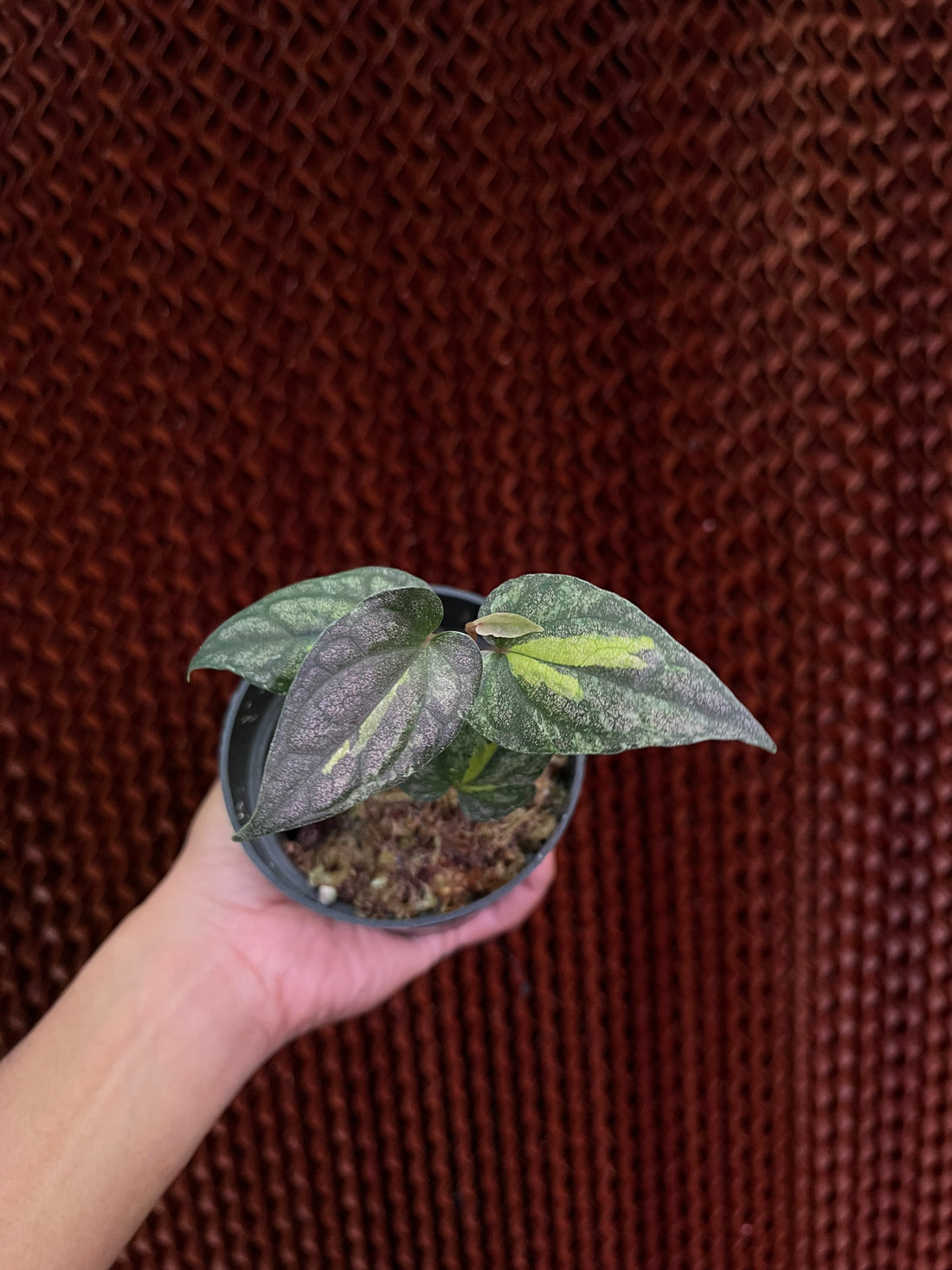 Piper Sylvaticum Variegated