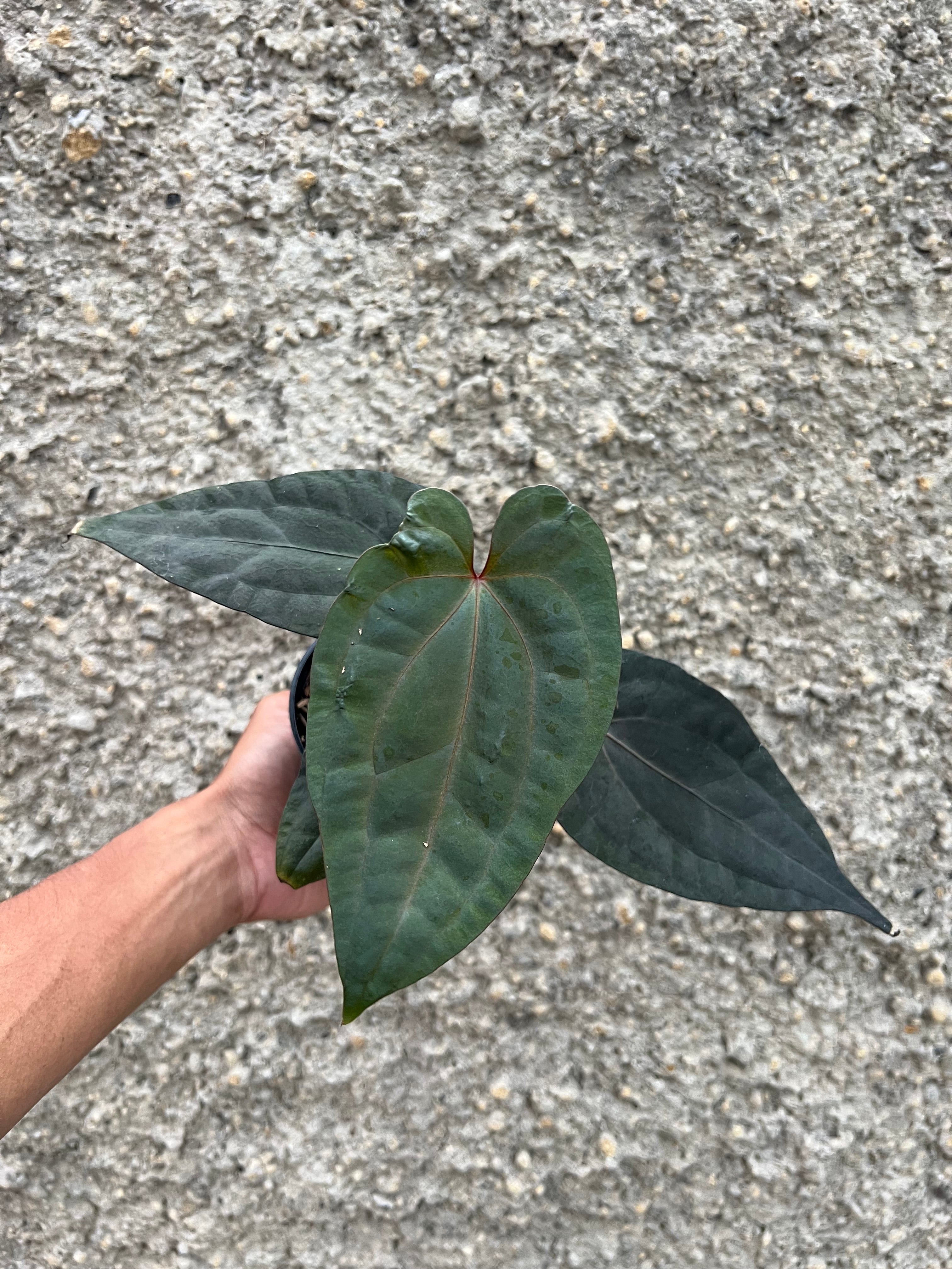 Anthurium Night Dragon