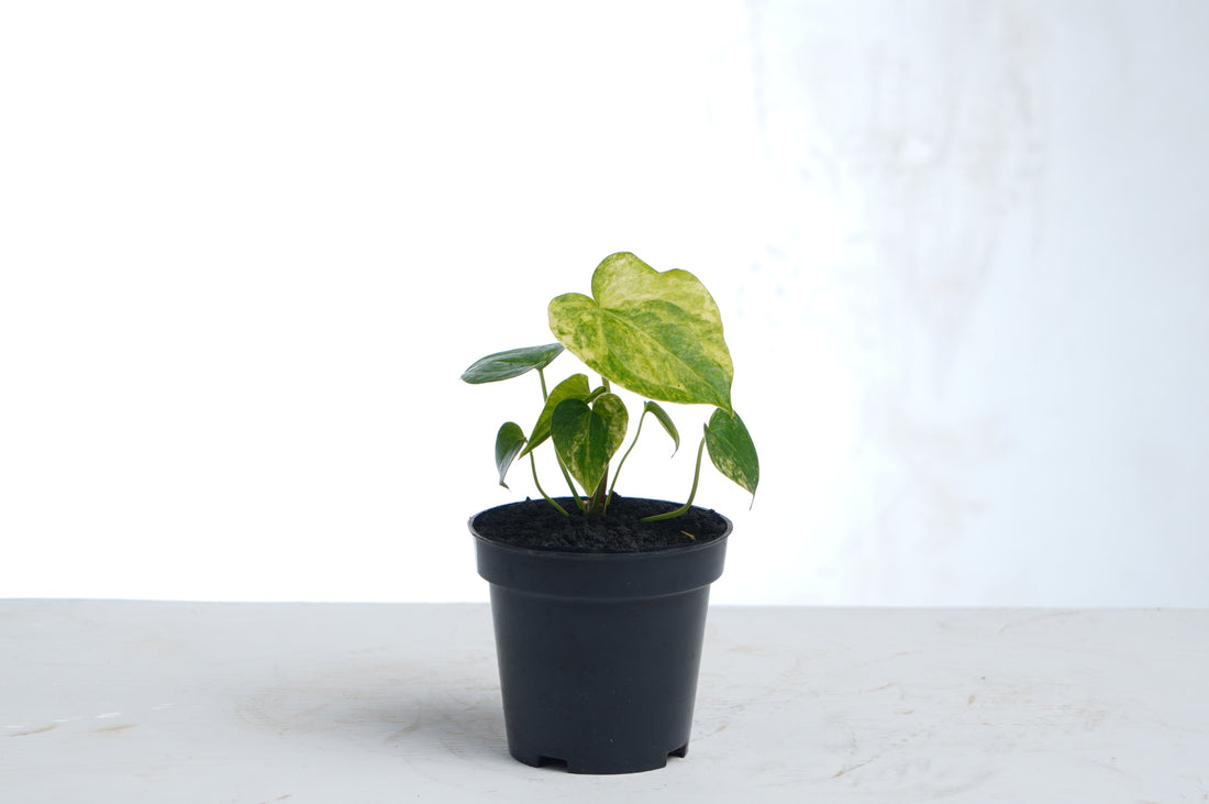 Anthurium Clarinervium Variegated (seedling)