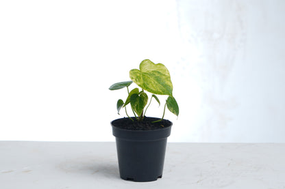 Anthurium Clarinervium Variegated (seedling)