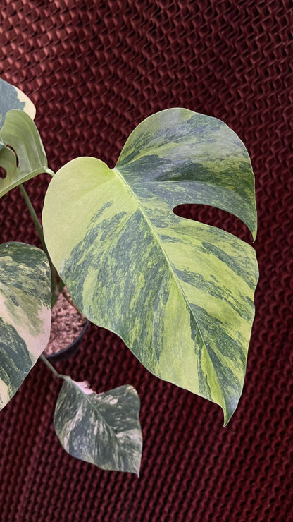 Monstera Yellow Variegated (Marmorata)