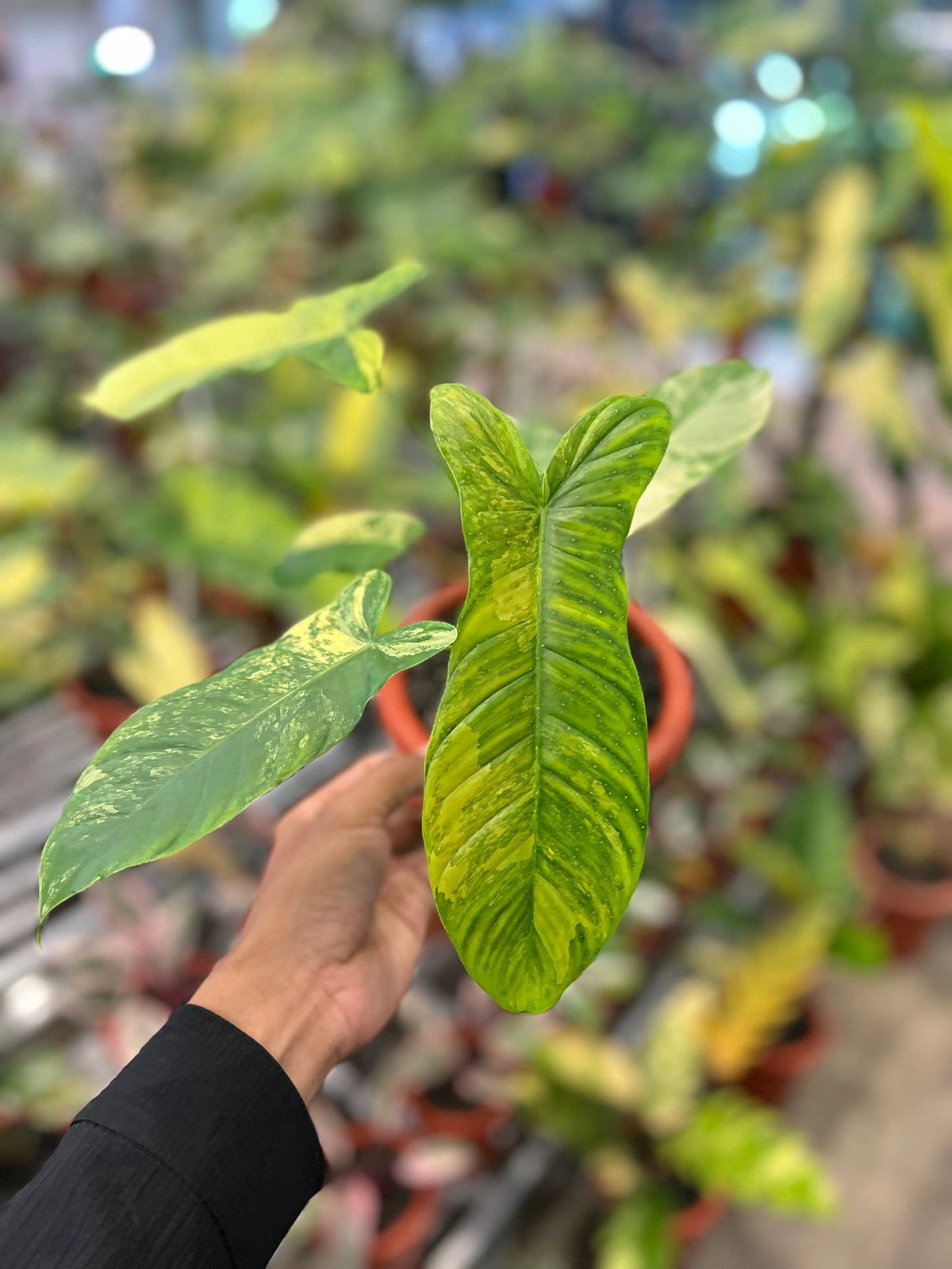 Philodendron Flobe x Tenue