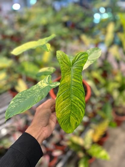 Philodendron Flobe x Tenue