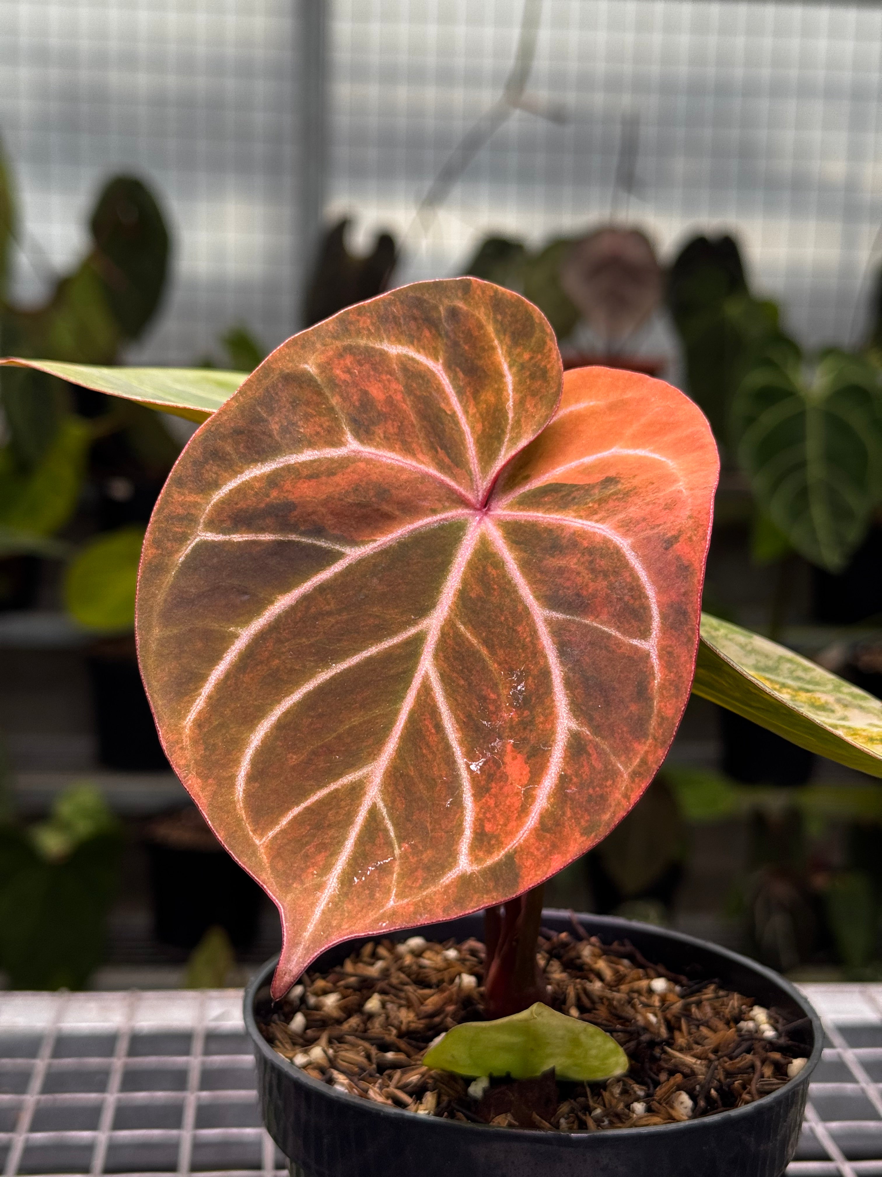 その他観葉植物 Anthurium King of Spade (KOS) SIAPnanam Anthurium King Of Spades Variegated – Siapnanam | Rare Plant Nursery