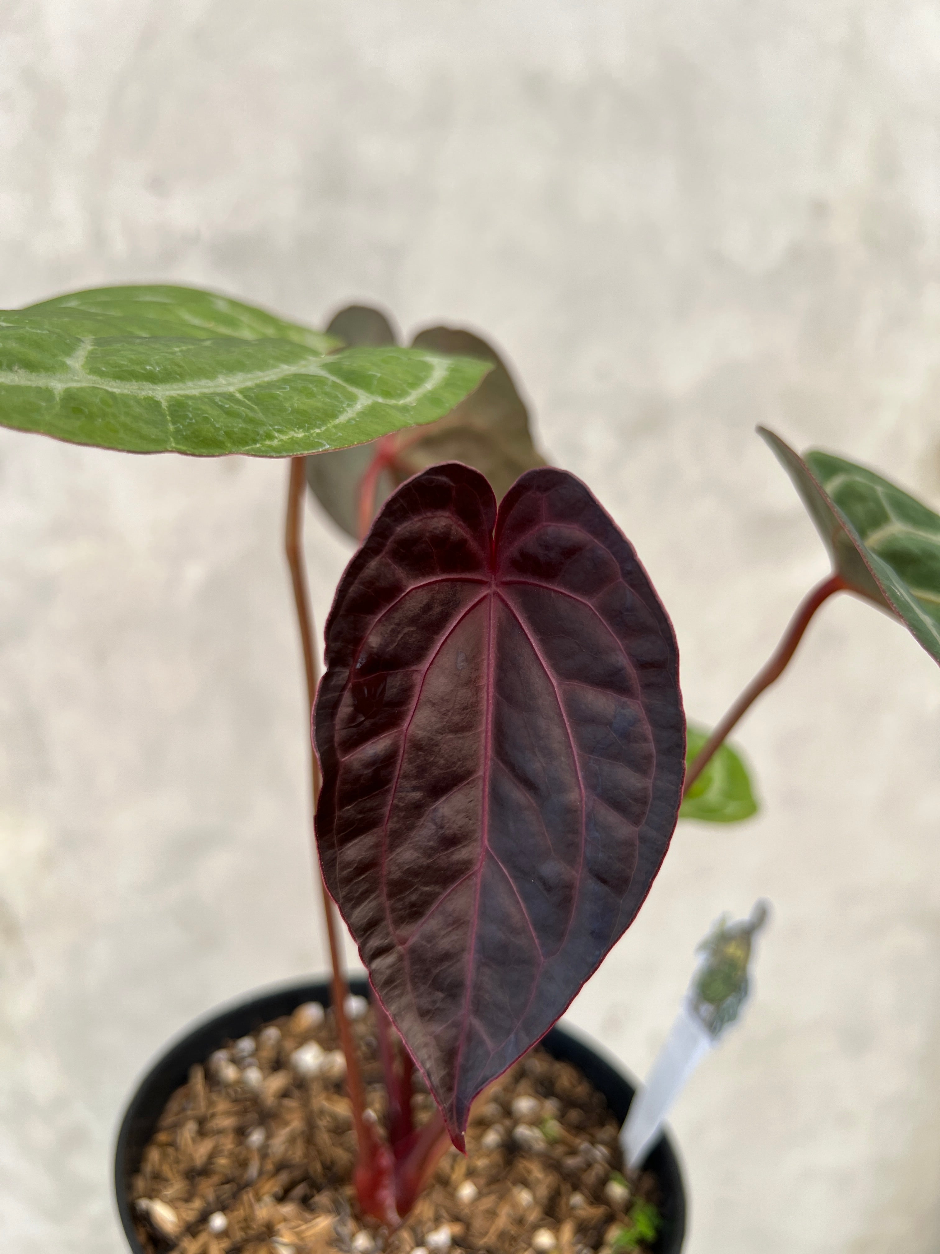 Anthurium Exodia