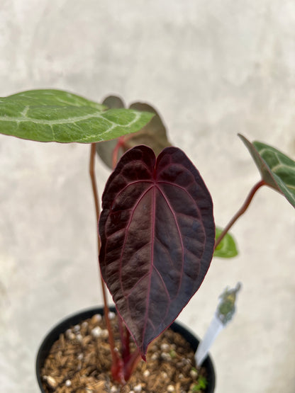 Anthurium Exodia
