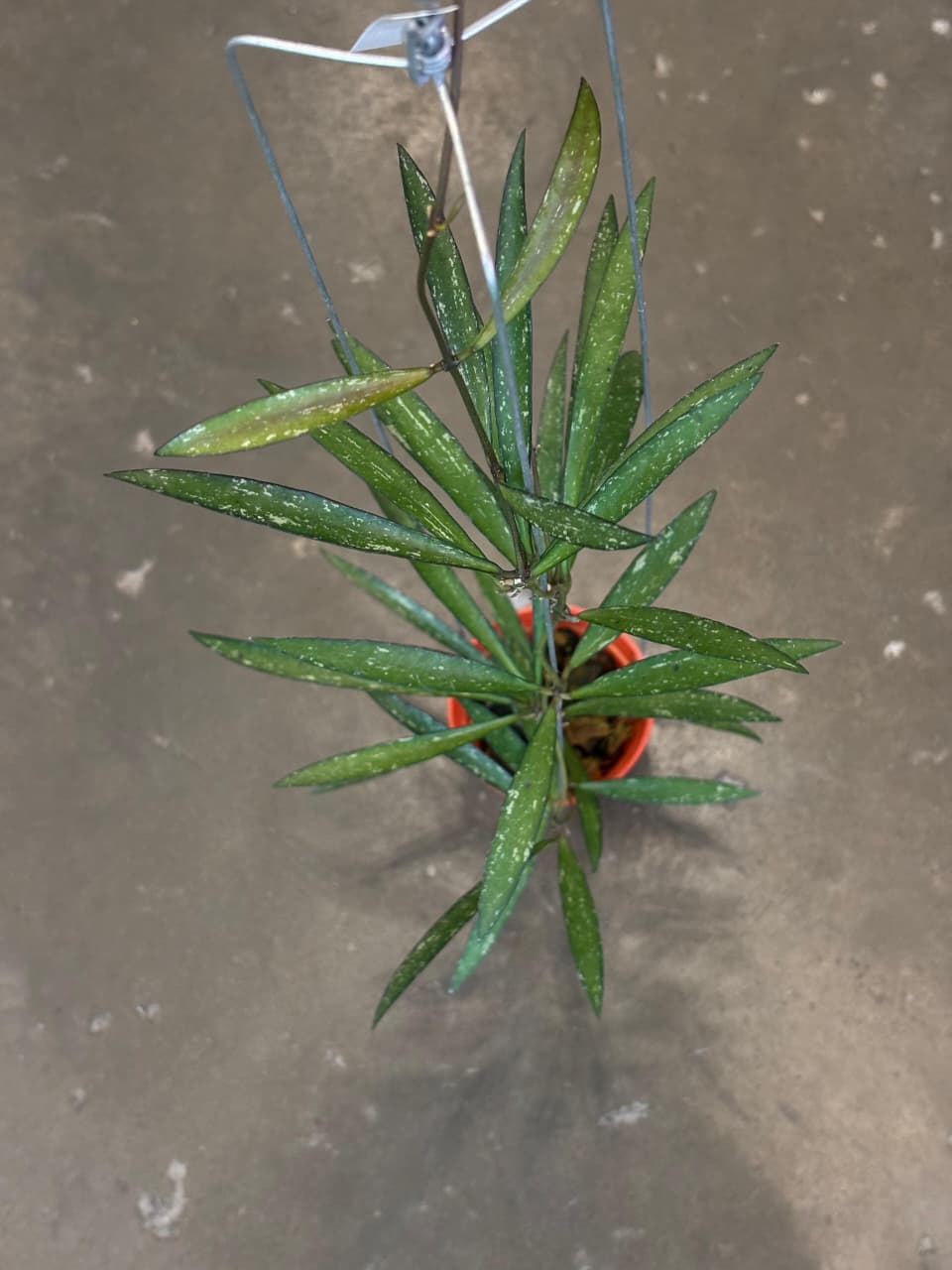 Hoya Bamboo Leaf