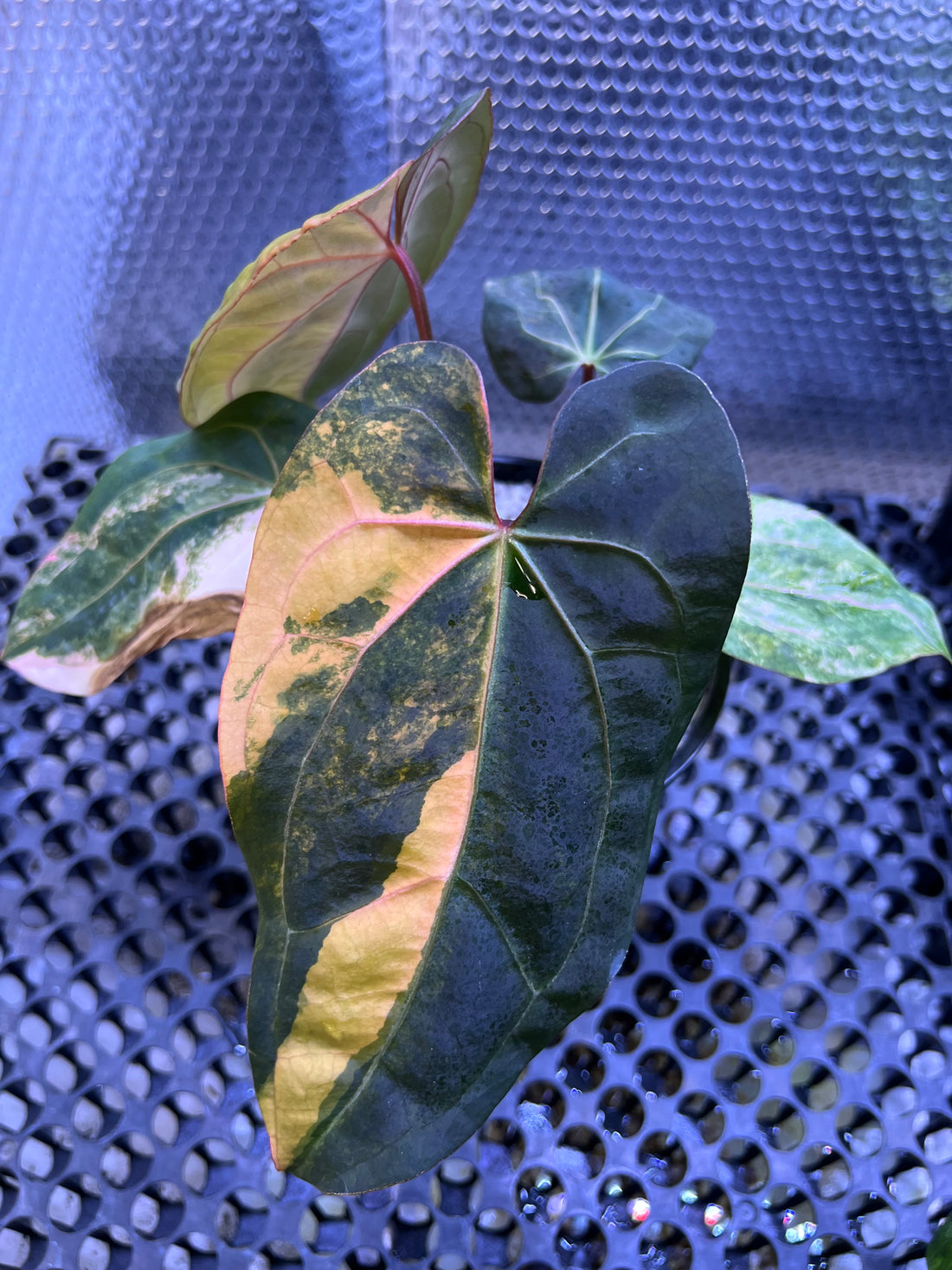 Anthurium Black Venom x Twilight Armor