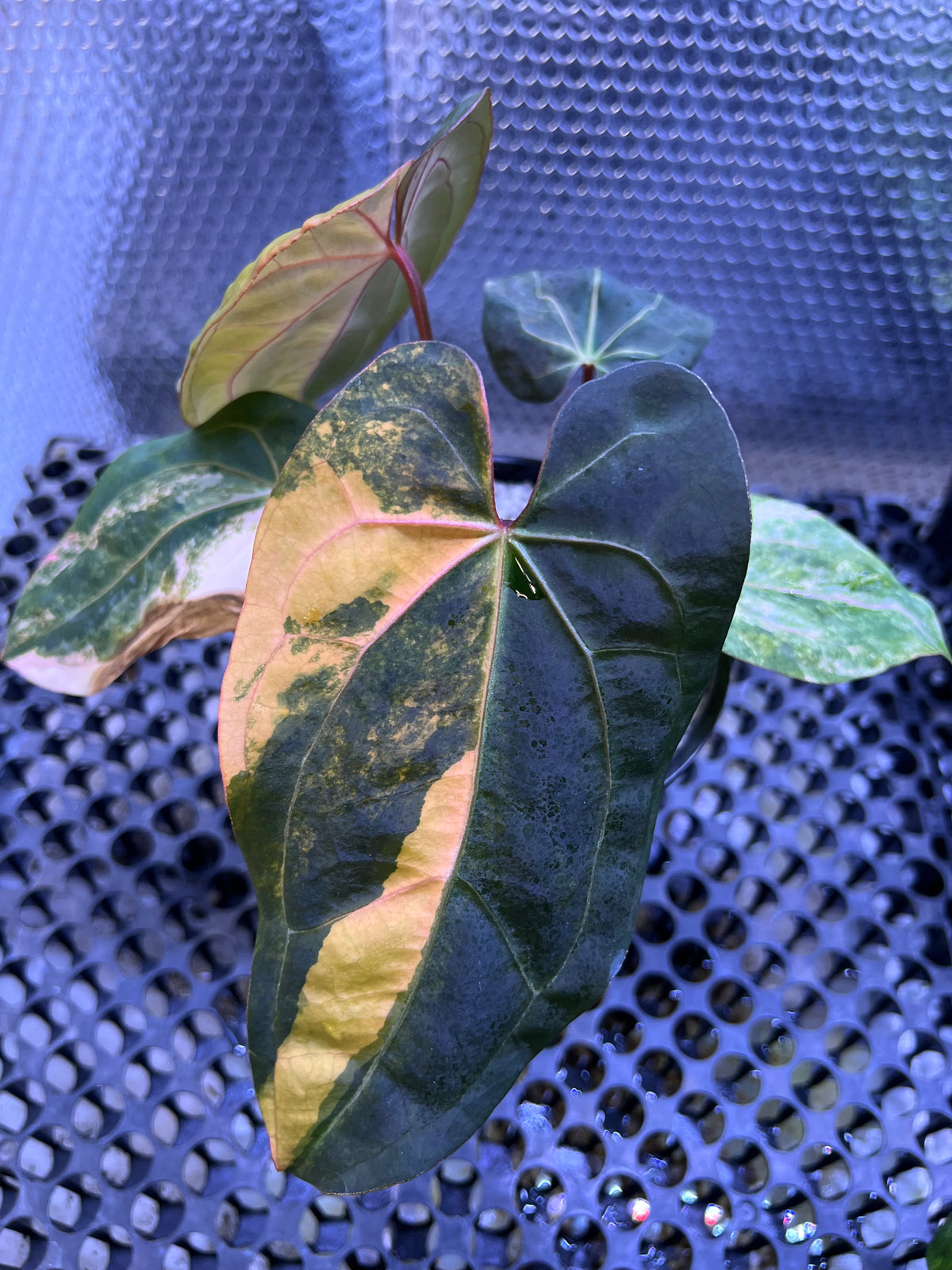 Anthurium Black Venom x Twilight Armor