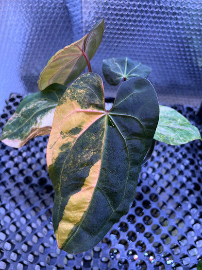Anthurium Black Venom x Twilight Armor
