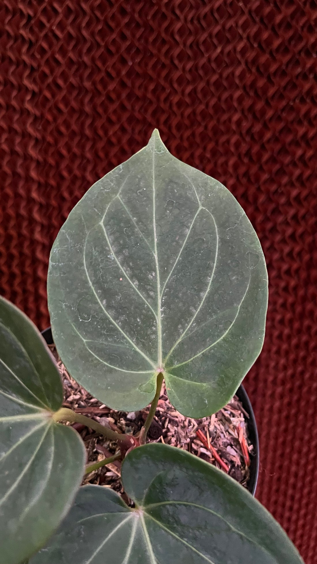 Anthurium King Of Spades