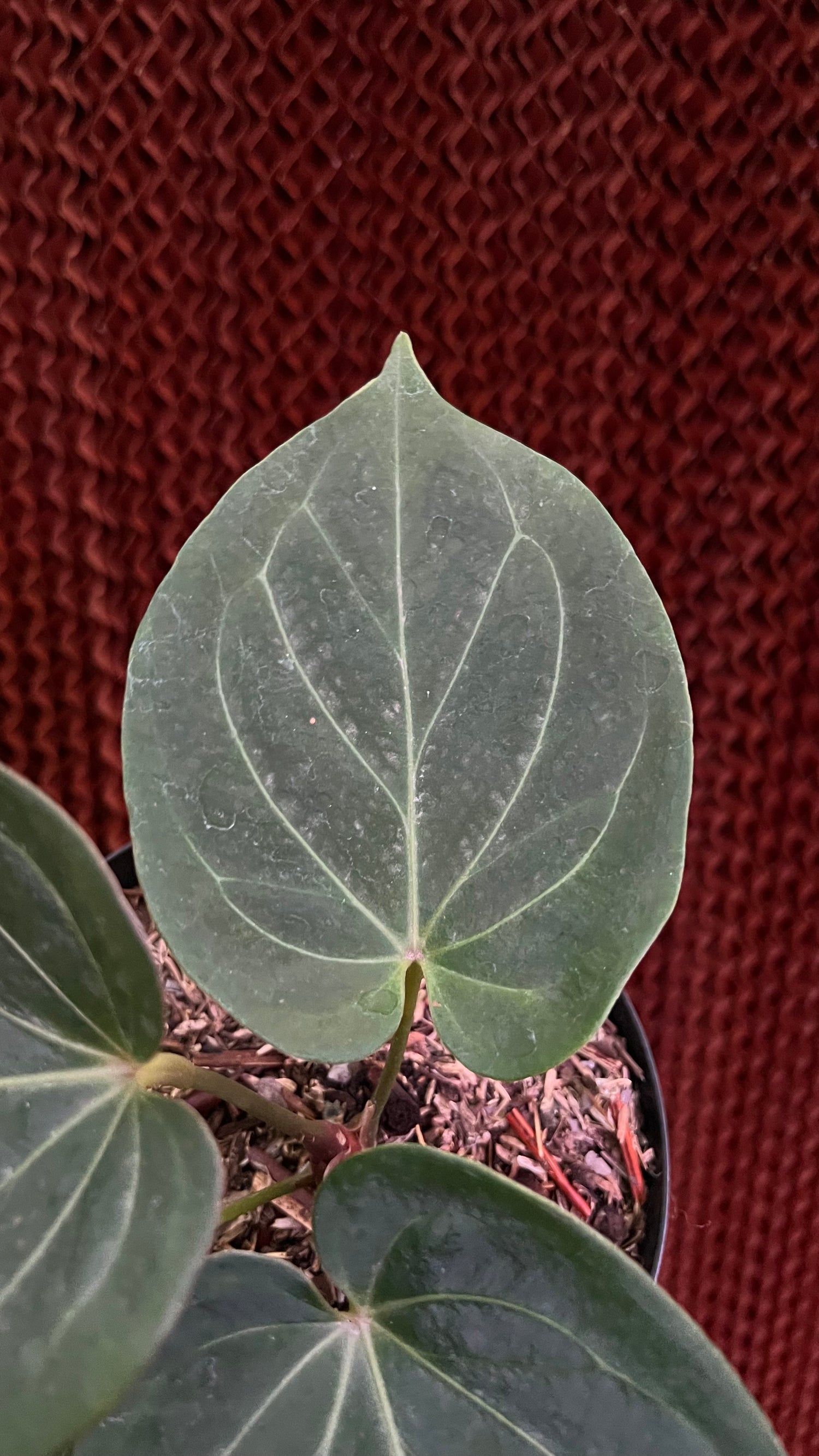 Anthurium King Of Spades