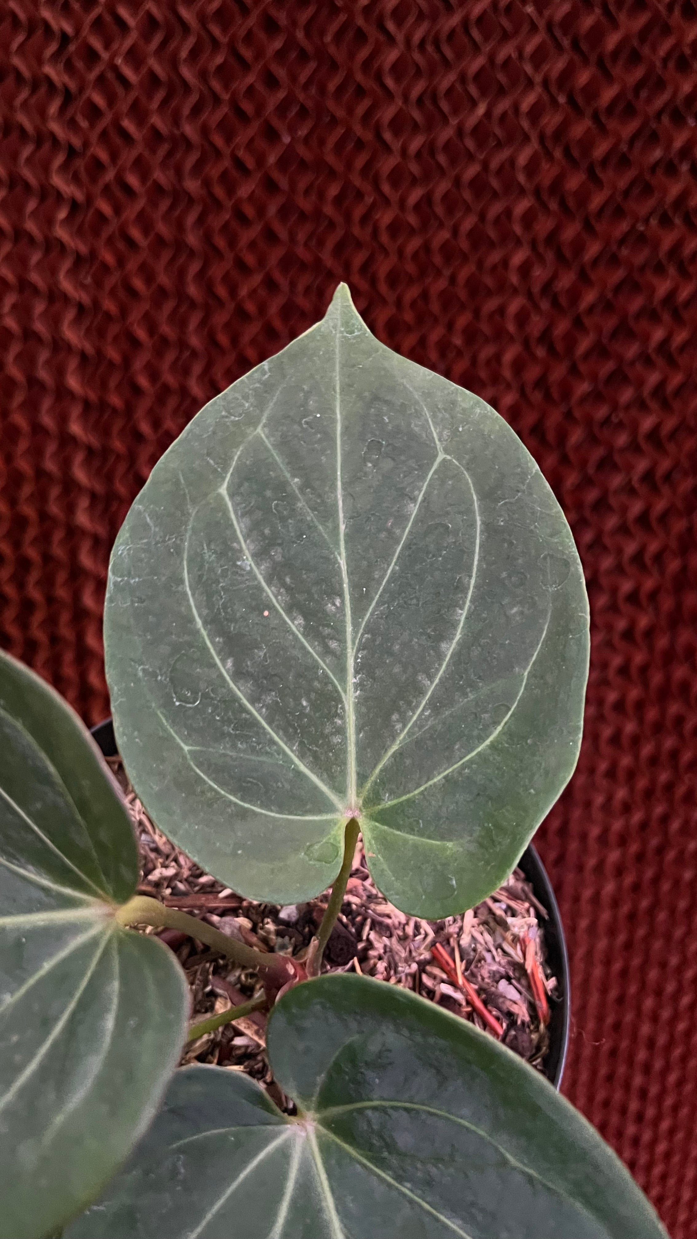 Anthurium King Of Spades
