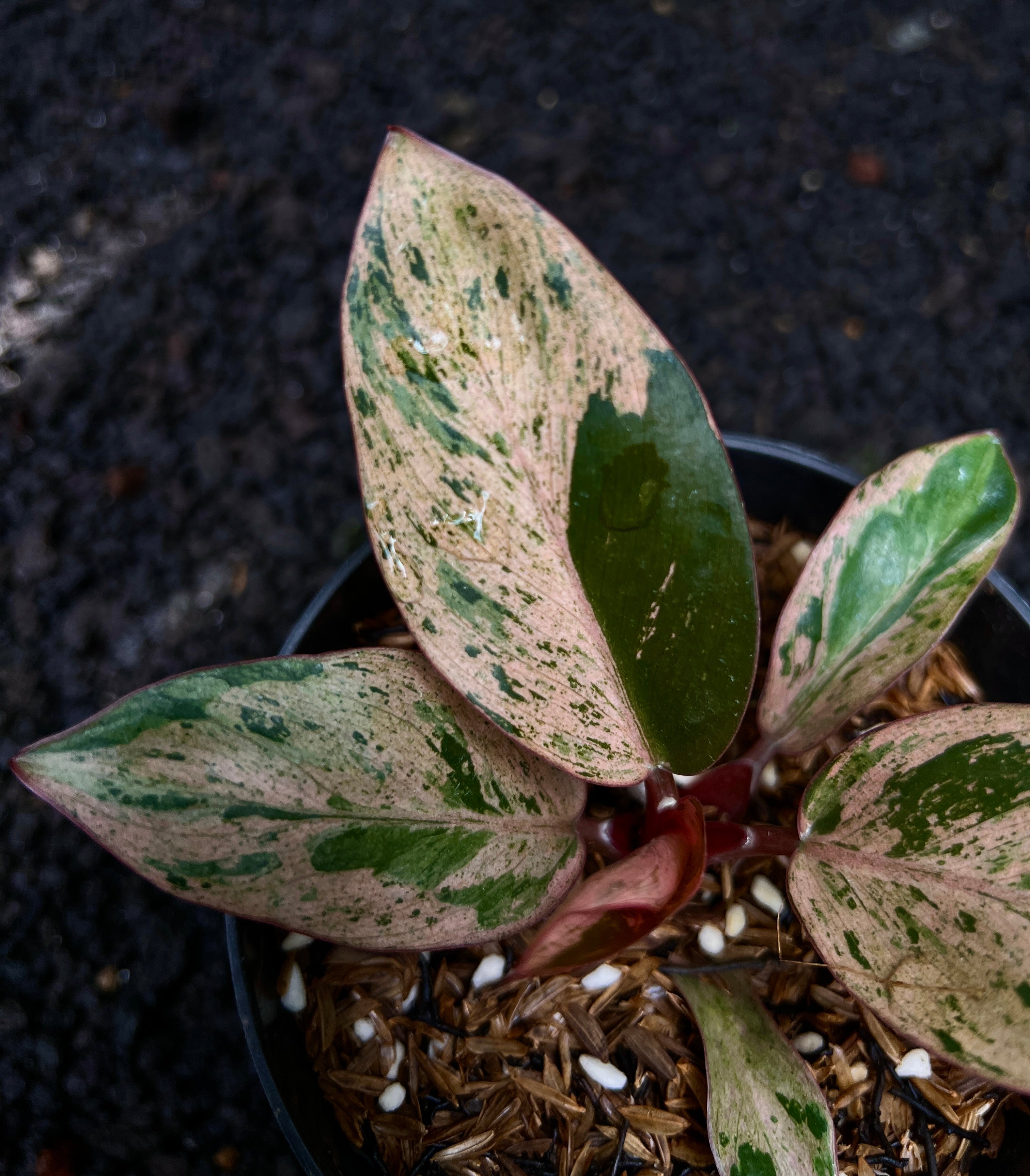 Philodendron Red Congo Dwarf Variegated