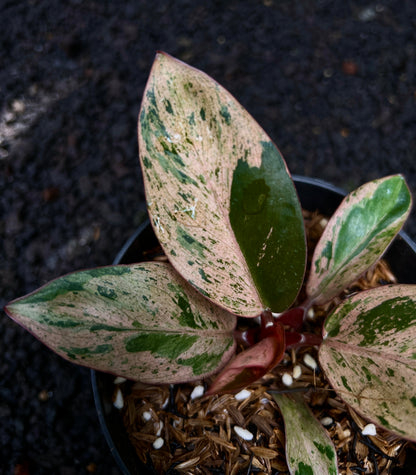 Philodendron Red Congo Dwarf Variegated