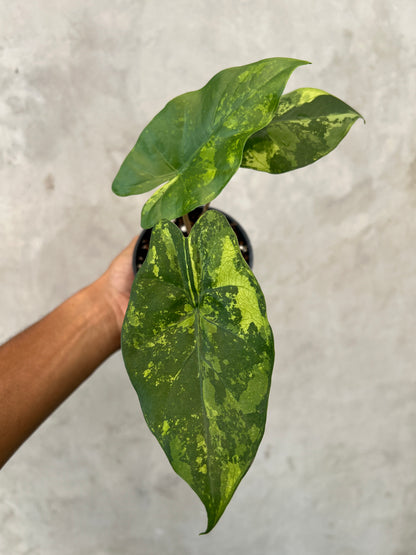 Alocasia Flemingiana Variegated