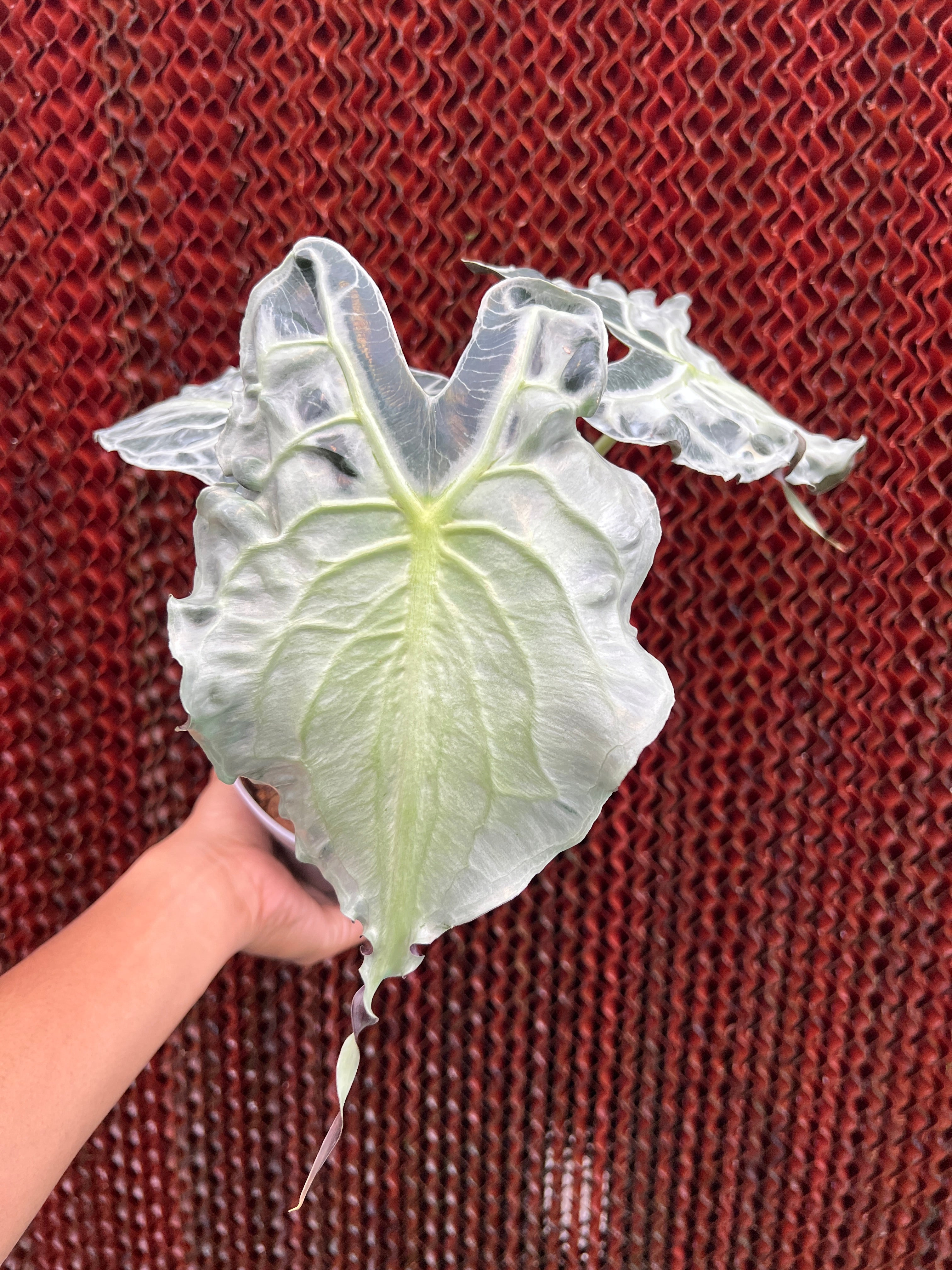 Alocasia Venom Medium Size