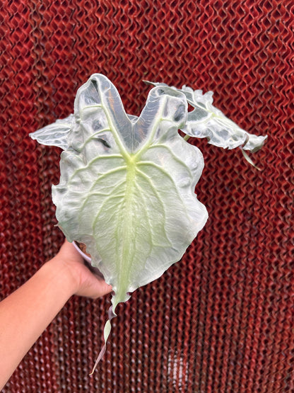 Alocasia Venom Medium Size