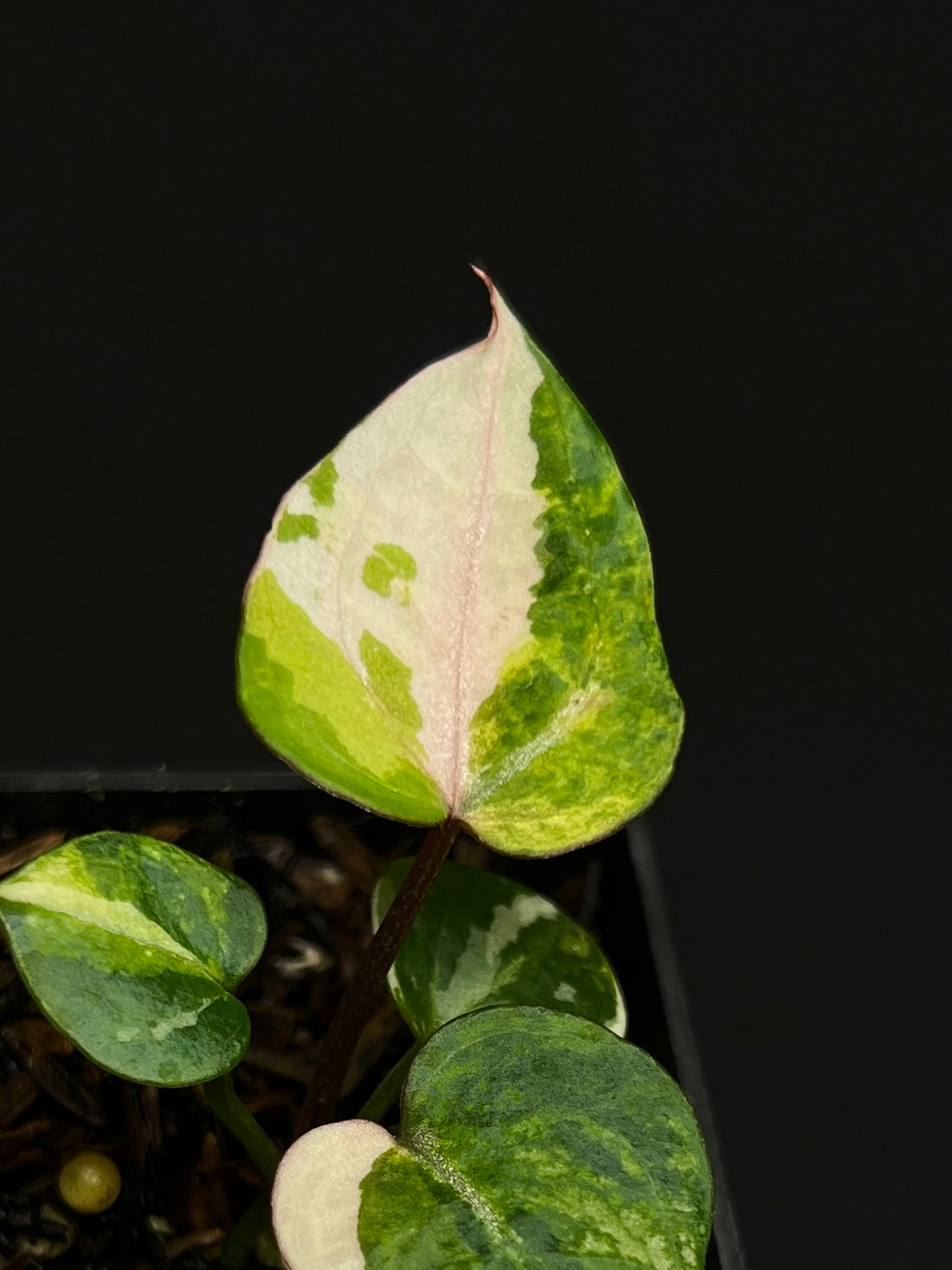Anthurium Tortoise King Small Variegated